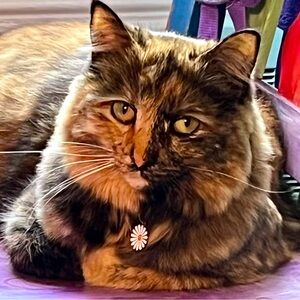 Summer dress! Size 14; below the knee length; Zips up back. Bought from Belks.